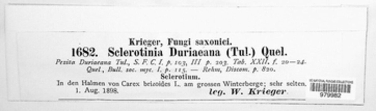 Myriosclerotinia duriaeana image